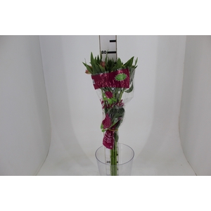 ALSTROEMERIA DUBAI 080 CM