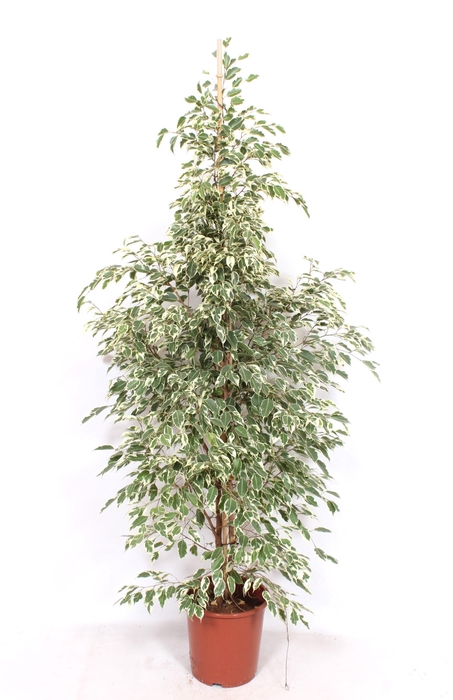 <h4>Ficus Twilight</h4>