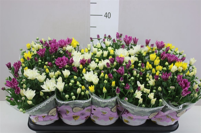 <h4>Chrysanth Carnaval</h4>
