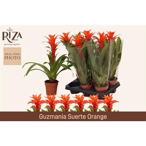 GUZM SUERTE ORANGE