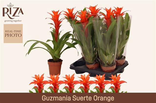 <h4>GUZM SUERTE ORANGE</h4>