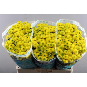 Chr San Maverick Yellow