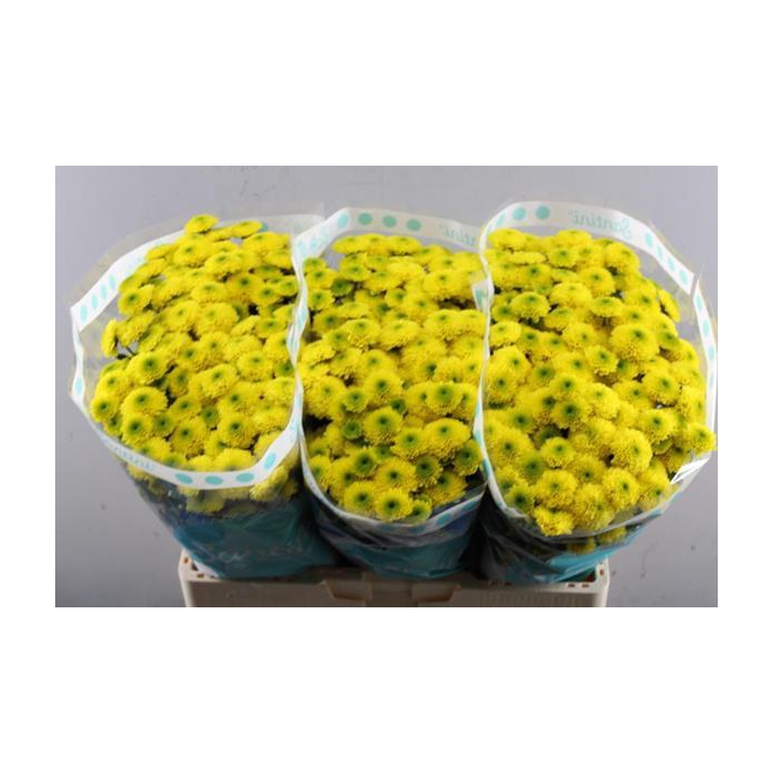 <h4>Chr San Maverick Yellow</h4>