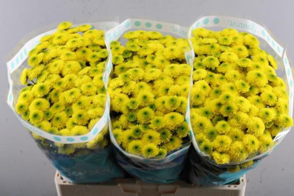 Chr San Maverick Yellow