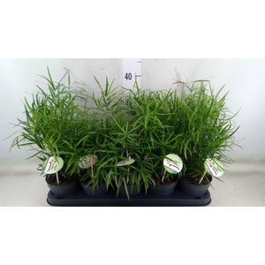 Asparagus falcatus