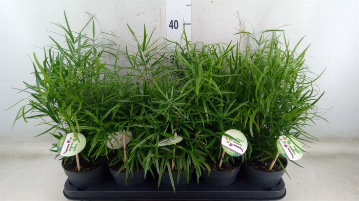 <h4>Asparagus falcatus</h4>