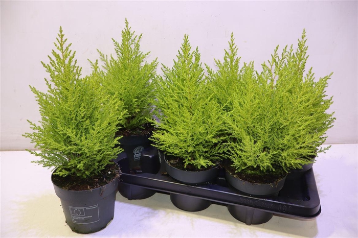 <h4>Cupr Ma Goldc Wilma</h4>