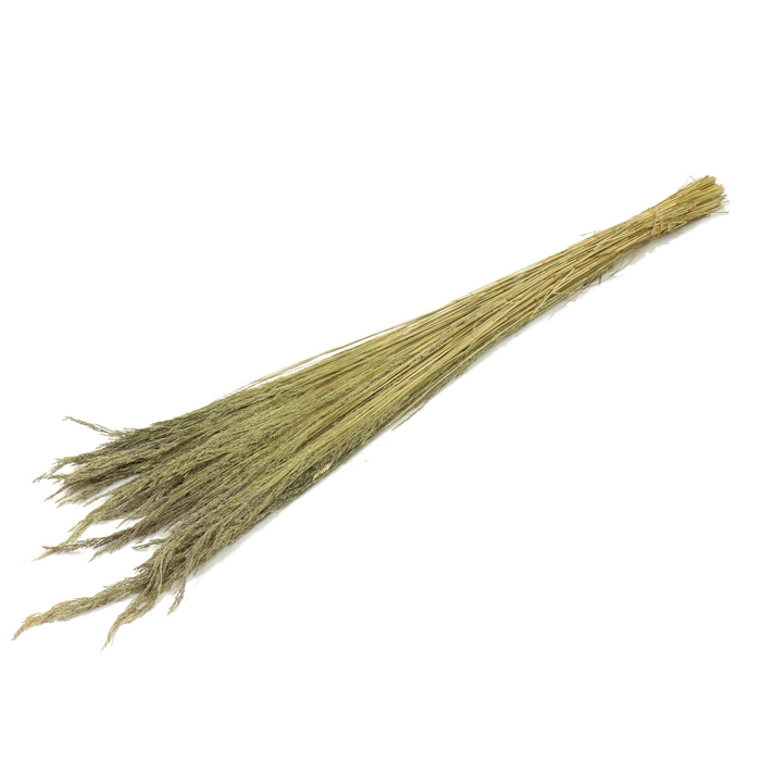 Dried flowers Erba grass 110cm