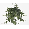 Aeschynanthus lobb. 'Variegatus'