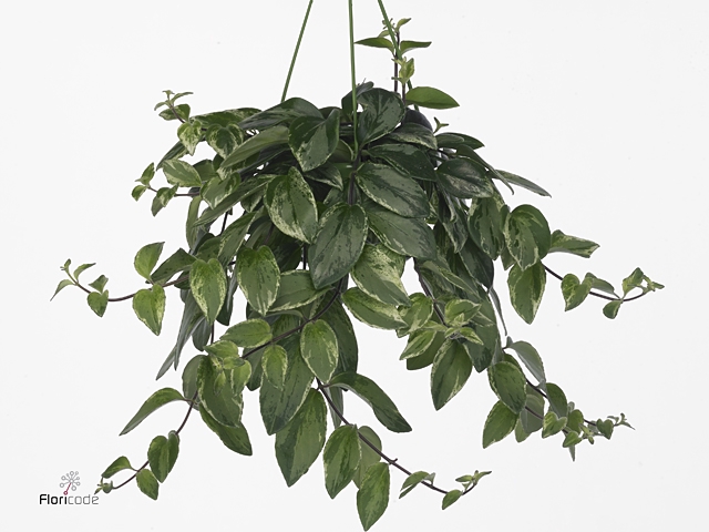 Aeschynanthus lobb. 'Variegatus'