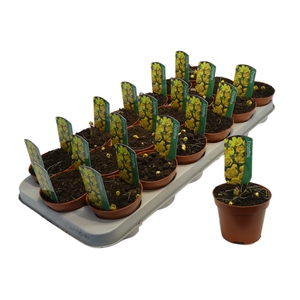 ERANTHIS HYEMALIS P9