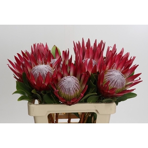 Protea Cynaroides Madiba