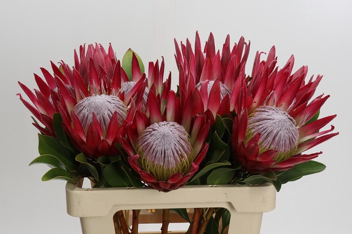 Protea Cynaroides Madiba