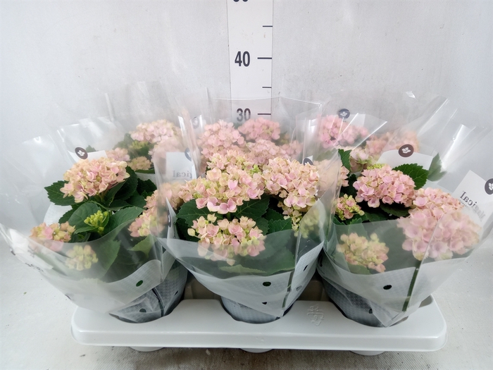 <h4>Hydrangea mac. 'Magical Revolution'</h4>