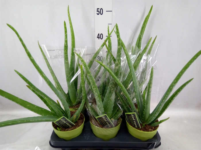 <h4>Aloe vera</h4>