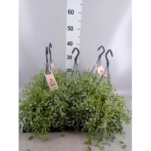 Cotyledon pendens