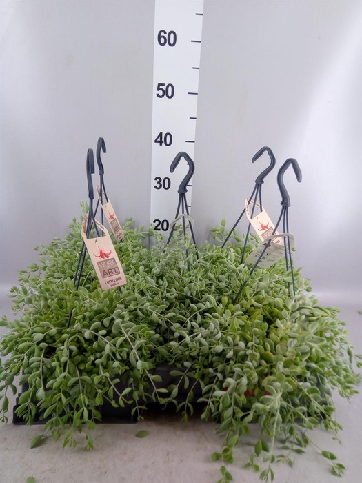 <h4>Cotyledon pendens</h4>