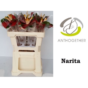 Anthurium Narita