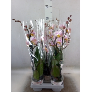 Phalaenopsis   ...