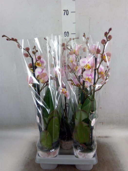 <h4>Phalaenopsis   ...</h4>
