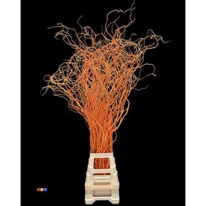 Salix 130cm Orange