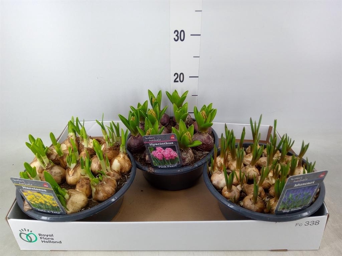 <h4>Bolbloemen   ...mix</h4>