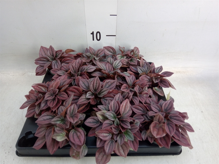 <h4>Peperomia</h4>