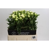 Paeonia Duchesse De Nemours