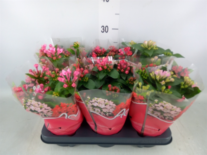 <h4>Bouvardia  'Amora'   ...mix</h4>