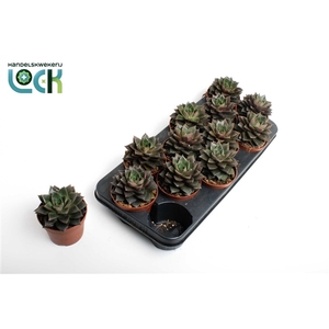 Echeveria Purpusorum