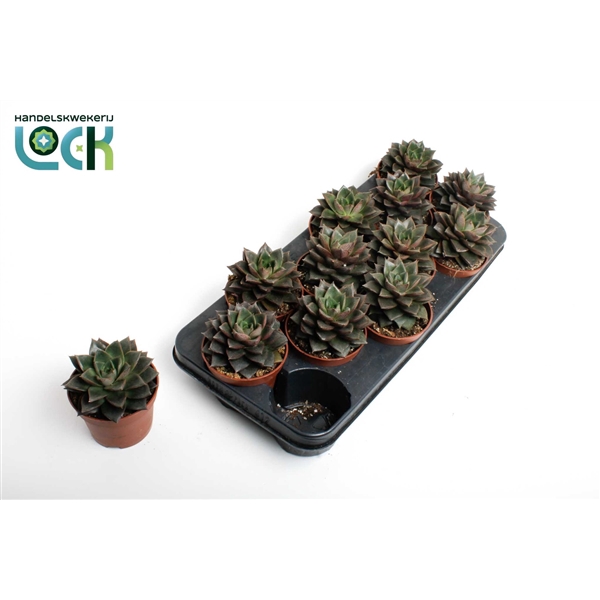 <h4>Echeveria Purpusorum</h4>
