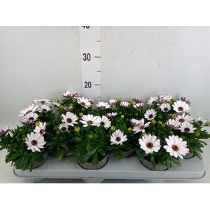 Osteospermum  'Margarita White'