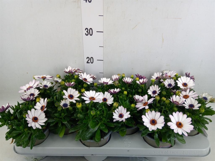 <h4>Osteospermum  'Margarita White'</h4>