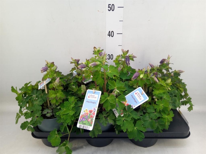 <h4>Aquilegia   ...</h4>