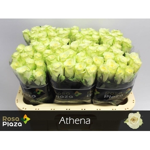 R GR ATHENA