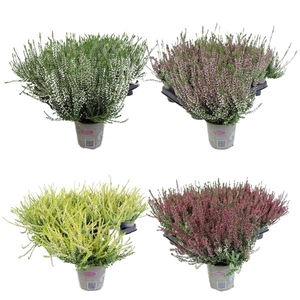 Calluna Garden Girls 9 cm Gemengd