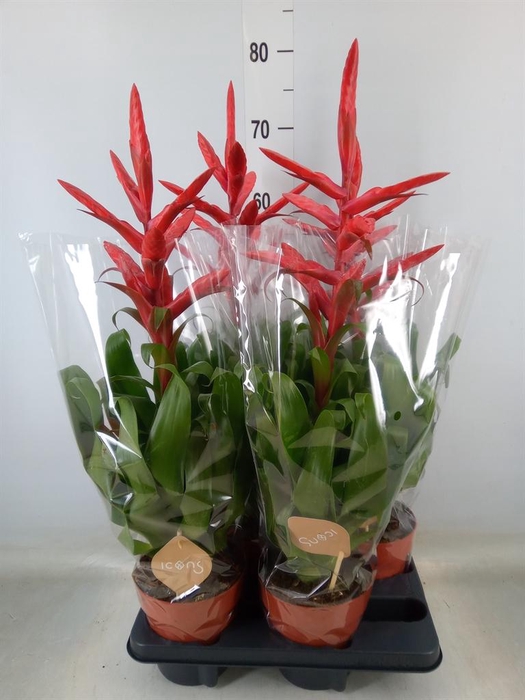 <h4>Tillandsia 'Naomi'</h4>