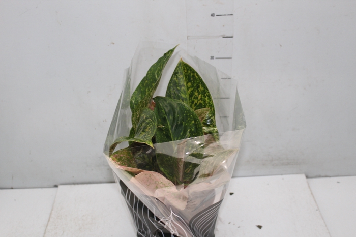 <h4>AGLAONEMA P17</h4>