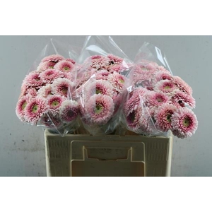 Ge Pomponi Lipline (licht Rose