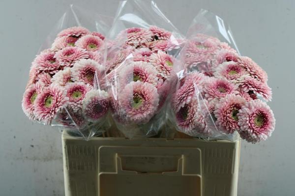 <h4>Ge Pomponi Lipline (licht Rose</h4>