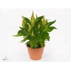 CEL PL KEL FIRE LIME