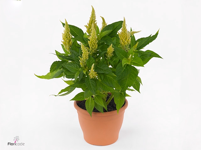 CEL PL KEL FIRE LIME