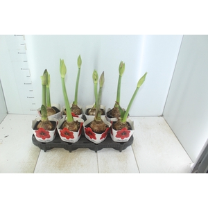 AMARYLLIS P14