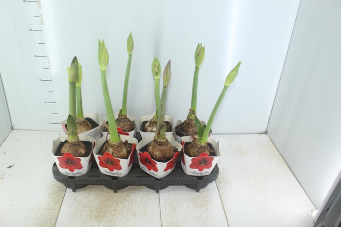 AMARYLLIS P14