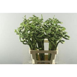 Dra Lucky Bamboo Spiraal 70 Cm