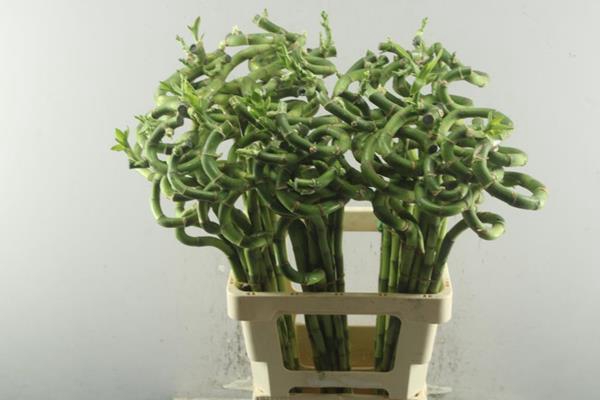 <h4>Dra Lucky Bamboo Spiraal 70 Cm</h4>