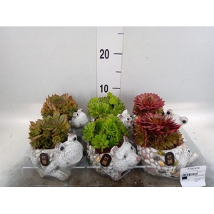 Arr. Sempervivum L%