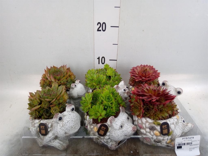 <h4>Arr. Sempervivum L%</h4>