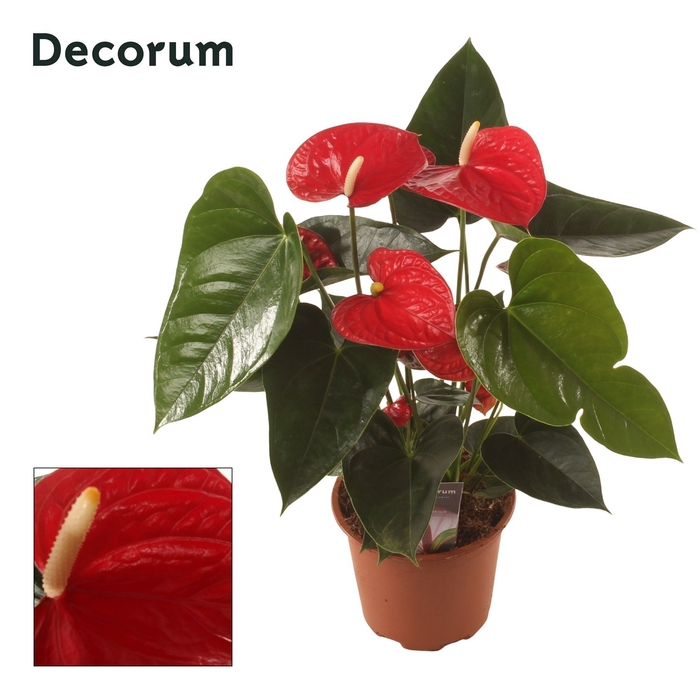 <h4>Anth. Easy Red P14 Decorum</h4>