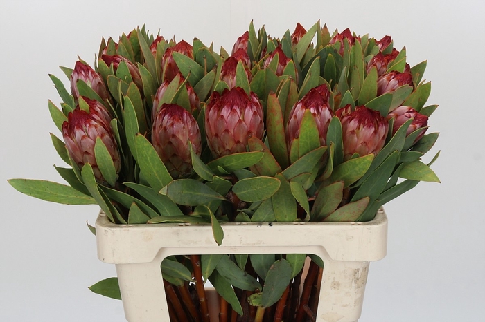 <h4>PROTEA ROBIJN</h4>